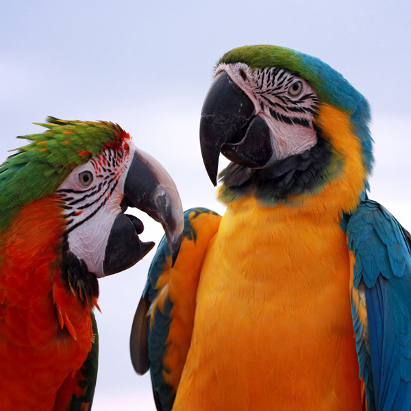 bird-category-turf-pet-hyper