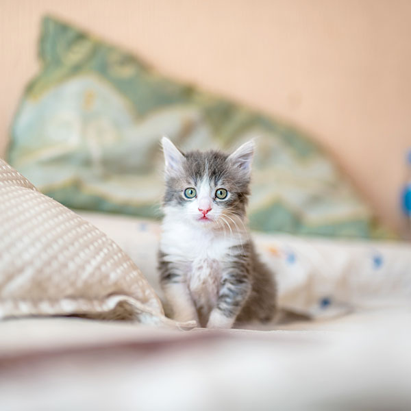 cat-category-turf-pet-hyper