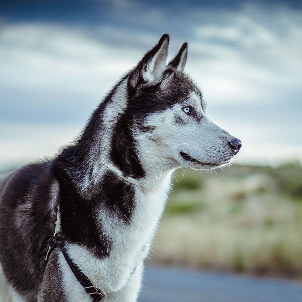 dog-category-turf-pet-hyper