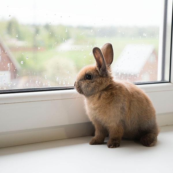 small-animals-category-turf-pet-hyper